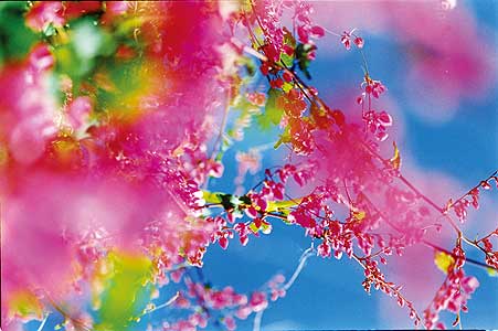 「Acid Bloom」2003年 ©mika ninagawa Courtesy: Tomio Koyama Gallery 