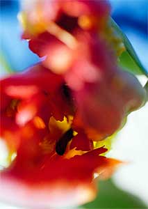 "Flower Rondeau", 1997/2004　© Nobuyoshi Araki　Courtesy: Tomio Koyama Gallery 